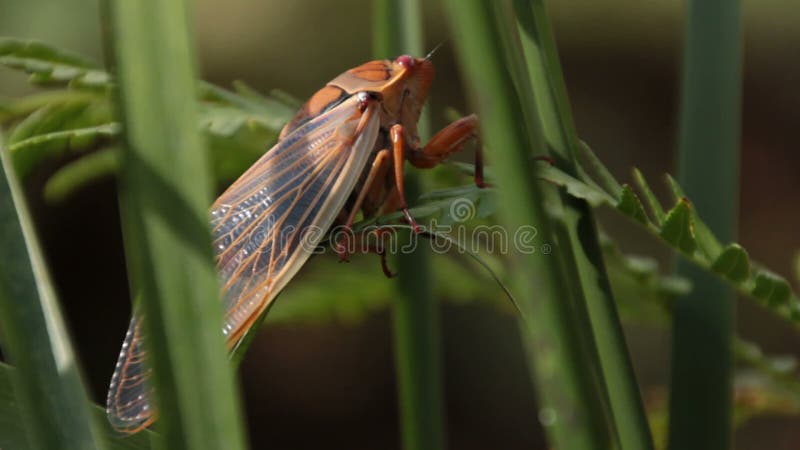 Cerco de la cigarra - australasiae 13 de Cicadinae