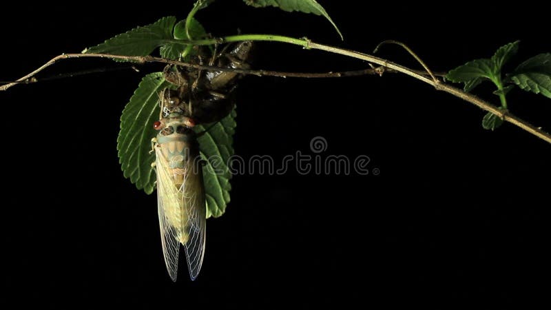 Cerco de la cigarra - australasiae 7 de Cicadinae