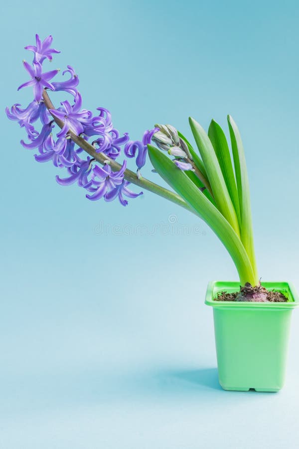 Cerco De La Flor Jacinta Azul En El Fondo Azul Imagen de archivo - Imagen  de jacintos, cierre: 154724613