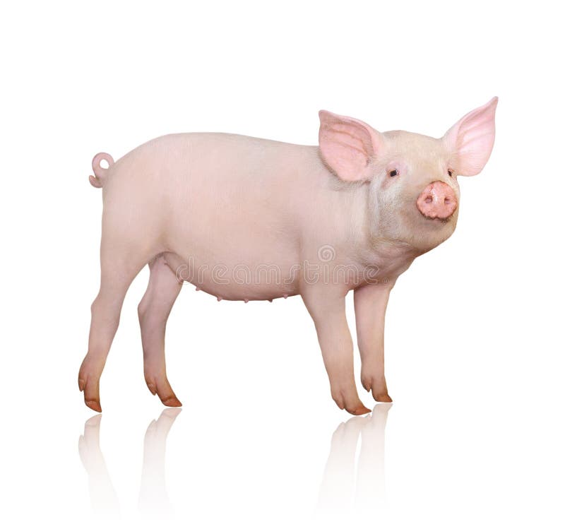 Cerdo imágenes de archivo libres de regalías Cerdo imágenes de archivo libres de regalías