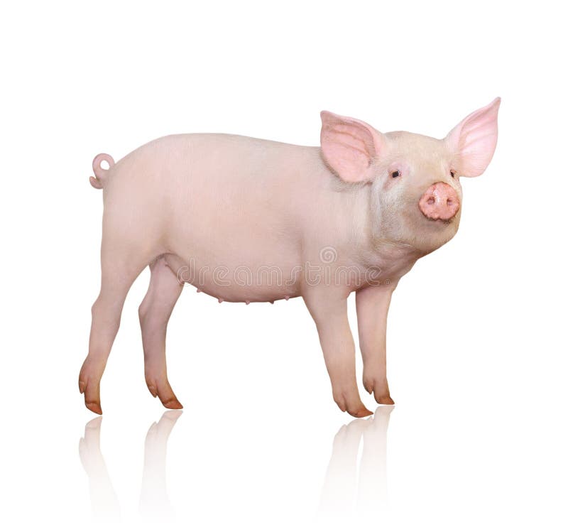 Pig who is represented on a white background. Pig who is represented on a white background