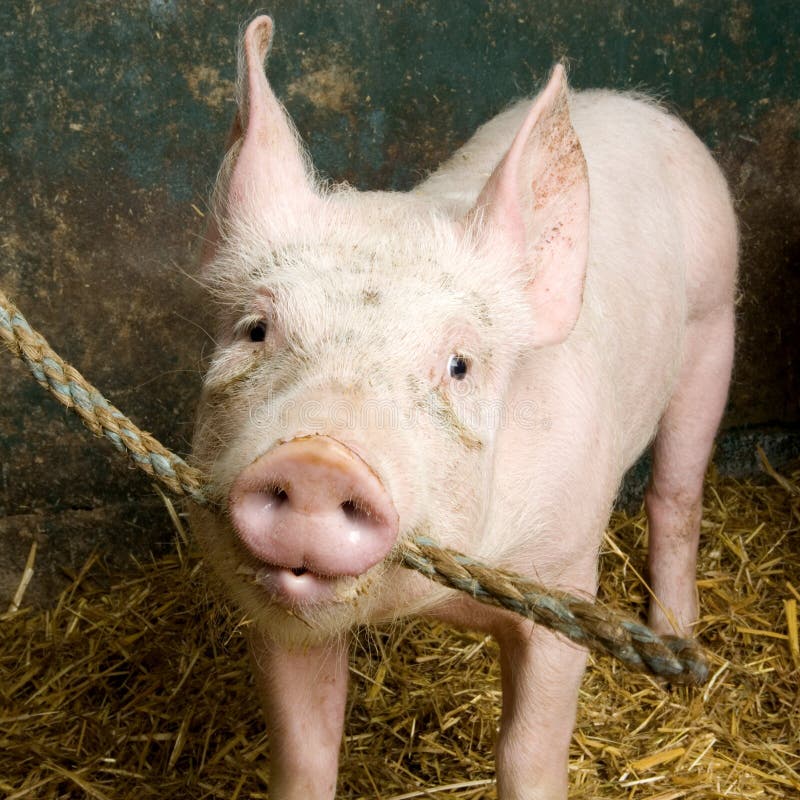 Picture of a pig in a shed. Picture of a pig in a shed.