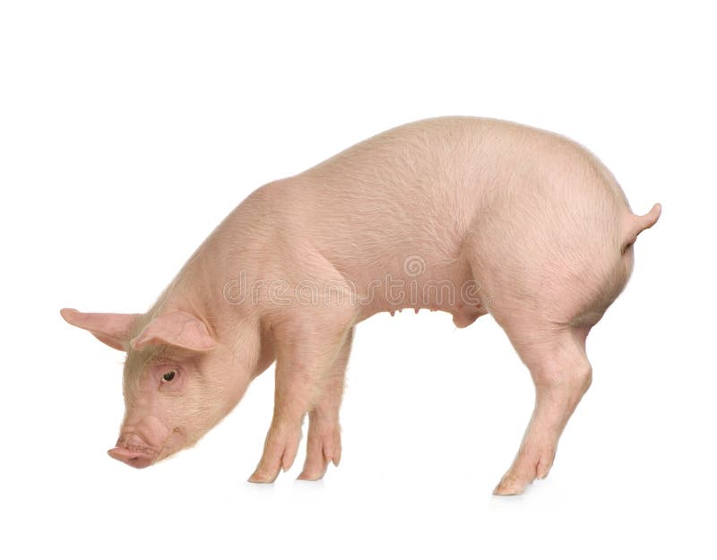 Pig in front of a white background. Pig in front of a white background