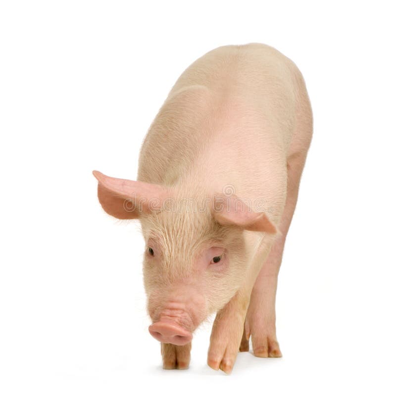Pig in front of a white background. Pig in front of a white background