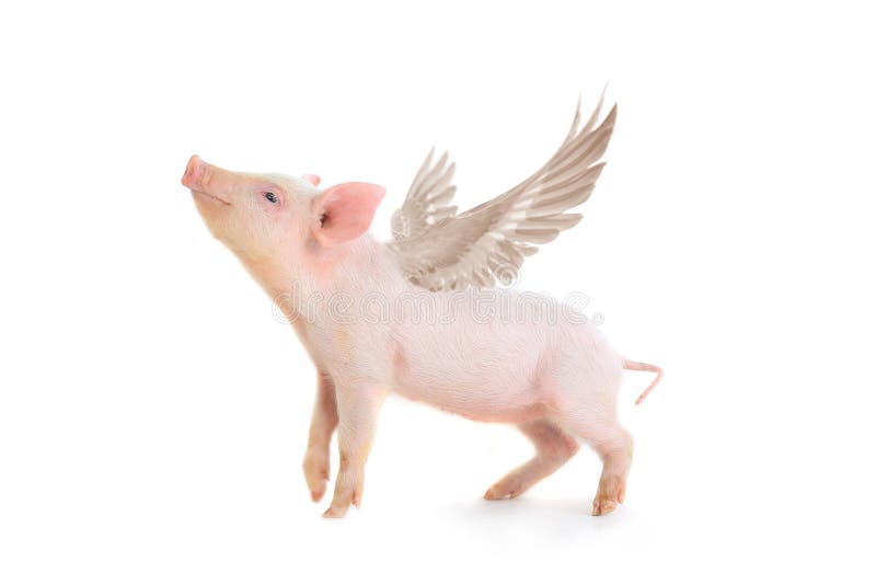 Cerdo imágenes de archivo libres de regalías Cerdo imágenes de archivo libres de regalías