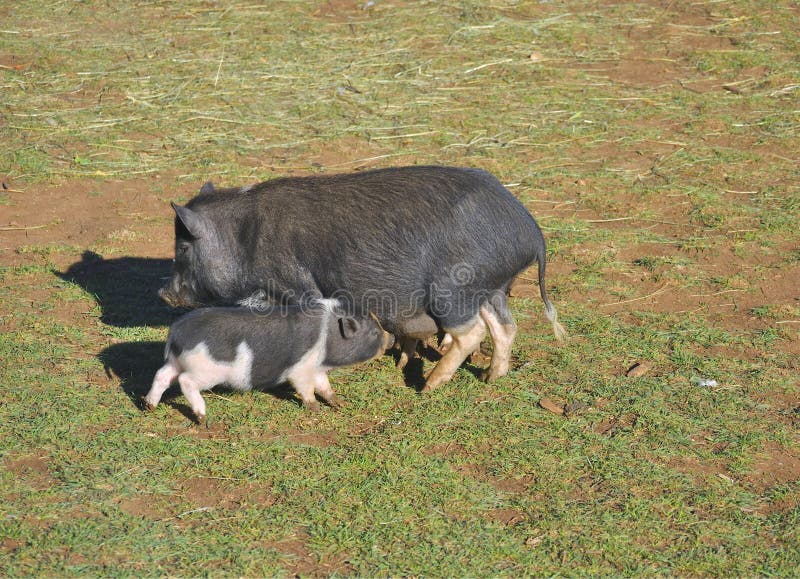 Cerdo con sus cochinillos imagen de archivo