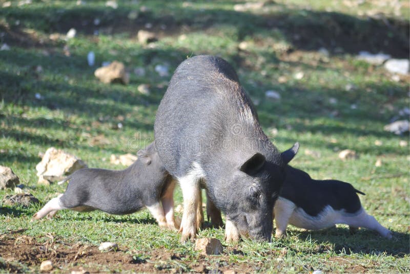 Cerdo con sus cochinillos fotografía de archivo