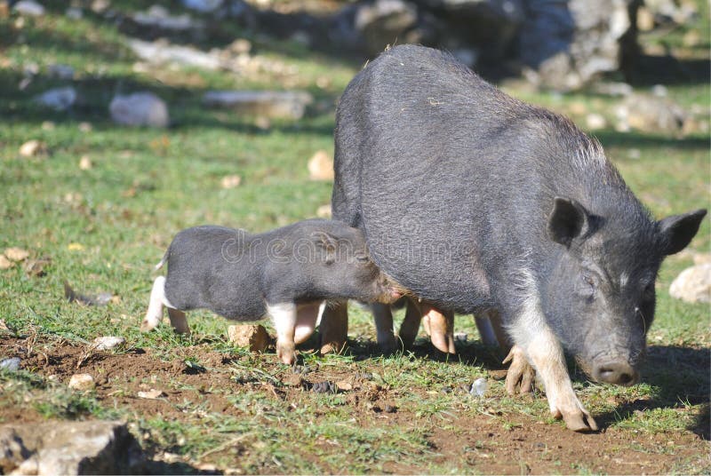 Cerdo con sus lechones imágenes de archivo libres de regalías