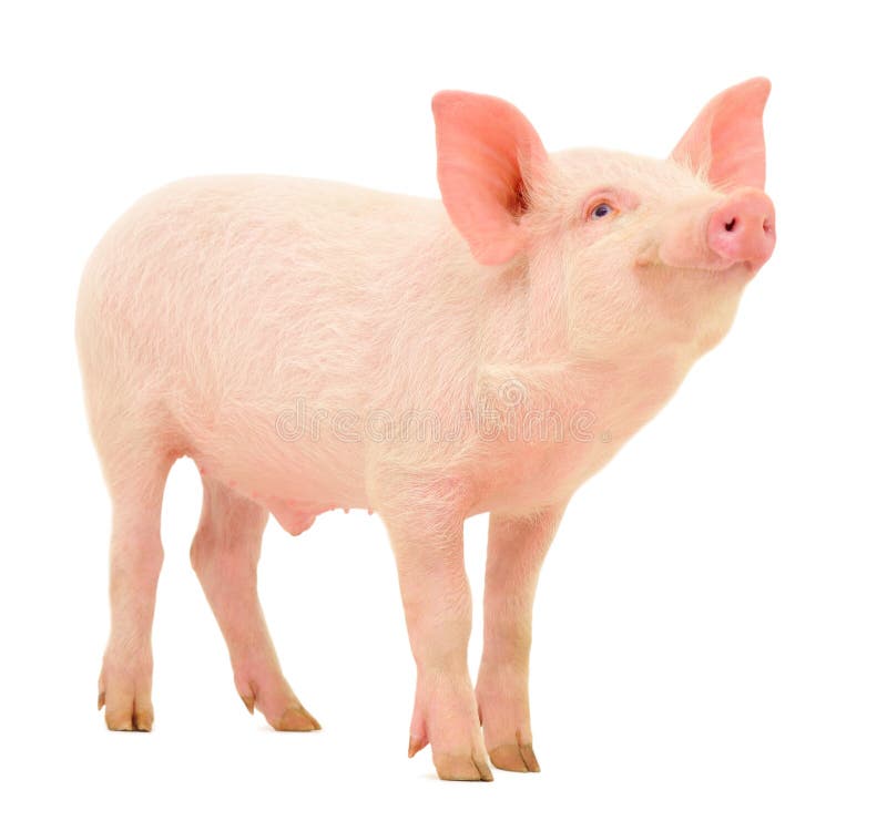 Cerdo en blanco imágenes de archivo libres de regalías Cerdo en blanco imágenes de archivo libres de regalías
