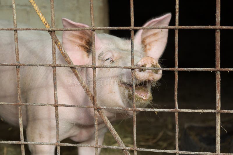 Cerdo en jaula foto de archivo. Imagen de granja, granero - 48272332
