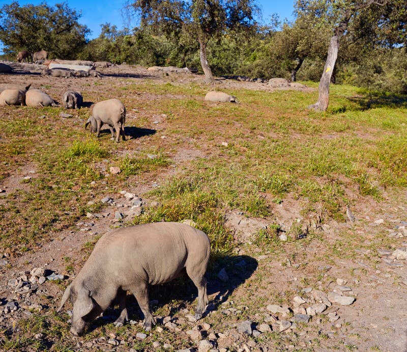 Cerdo Iberico Iberian Pork in Dehesa Spain Stock Image Image of park, flowers 80850889