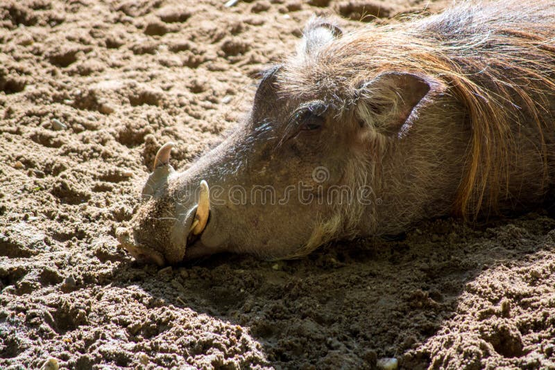 Trophäenschild África para facochero cerdo africano cerdo salvaje Hauer 