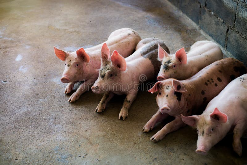 Cerdos en la granja Industria de la carne Cerdo que cultiva para cubrir la demanda cada vez mayor de carne en Tailandia e interna fotos de archivo libres de regalías Cerdos en la granja Industria de la carne Cerdo que cultiva para cubrir la demanda cada vez mayor de carne en Tailandia e interna fotos de archivo libres de regalías