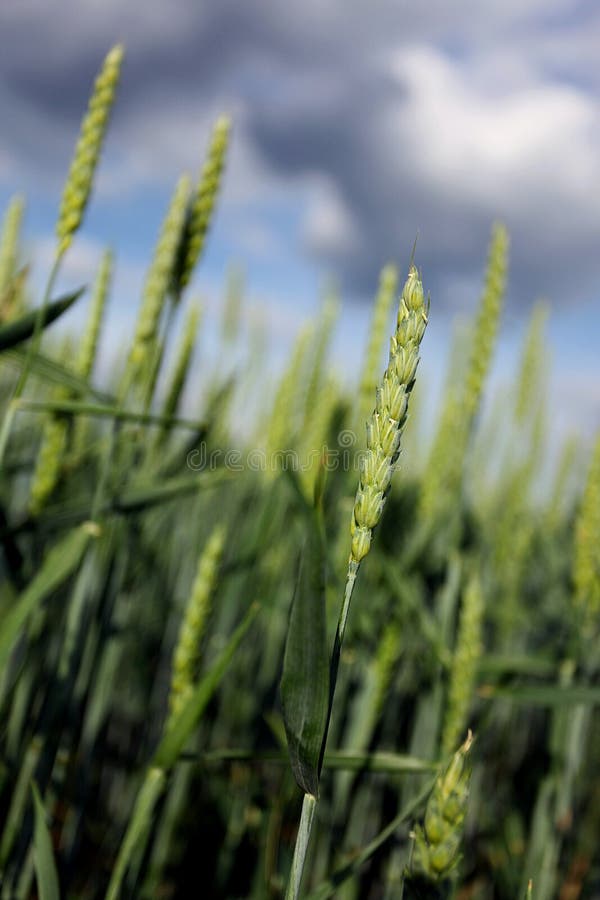 Cereal crops stock photo. Image of harvest, wheat, nature 9743964