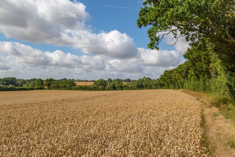 Cereal Crops Stock Photos Download 11,308 Royalty Free Photos