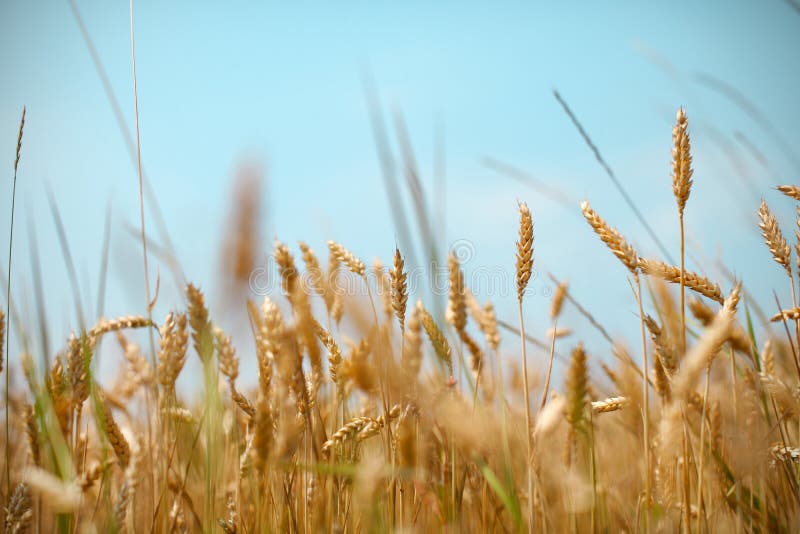 Cereal de campo e de trigo contra céus azuis fotos de stock Cereal de campo e de trigo contra céus azuis fotos de stock