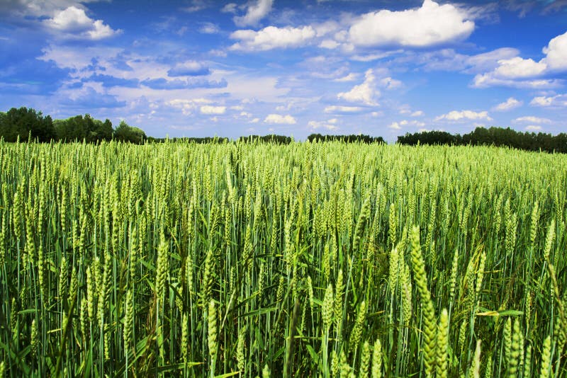 Cereal field