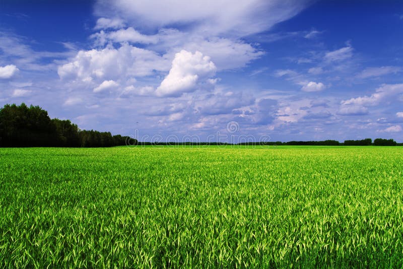 Cereal field scenic view