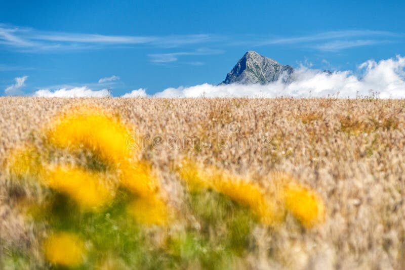 Cereal field and top of peak Krivan in High Tatras mountains, Slovakia