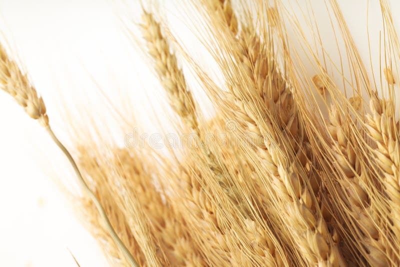 Cereal Grain Whole Rolled Oats on White Stock Image Image of isolated