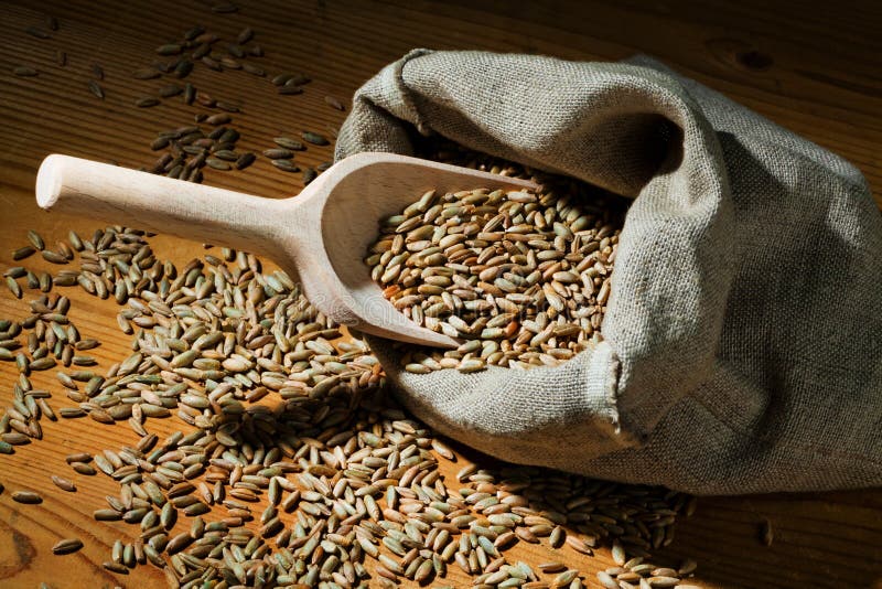 Cereal grains of rye stock photo. Image of plant, tires 19638128