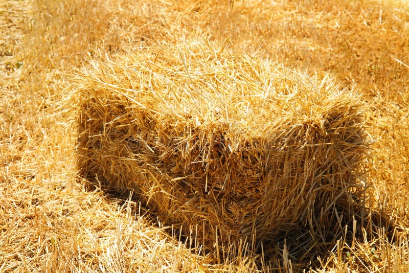 Cereal Hay Bale in Field on Sunny Day Stock Image - Image of golden ...