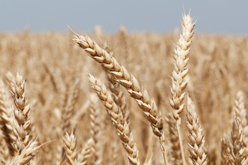 Cereal Plant stock photo. Image of plant, grass, commodity 56747868