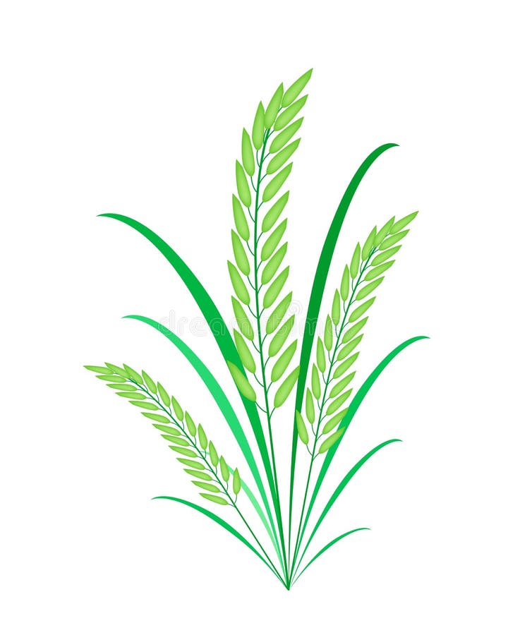 Image Result For Green Stem Wallpapers Image Result For Green Stem Wallpapers