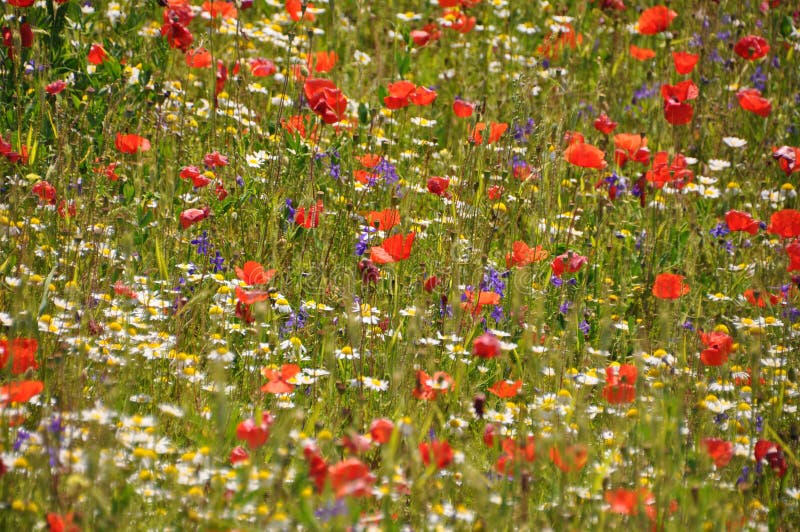 Beautiful Wild Flowers or Wildflowers. Stock Photo - Image of growing ...