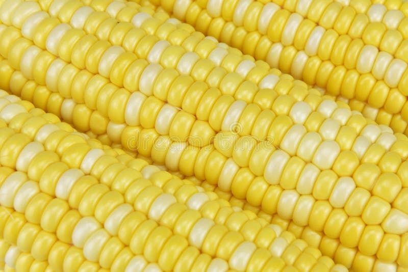 The golden and white corn. The golden and white corn