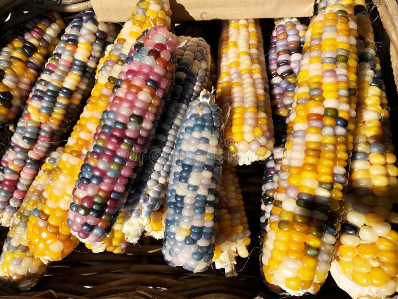 Cereale colorato autunno nel mercato immagini stock Cereale colorato autunno nel mercato immagini stock