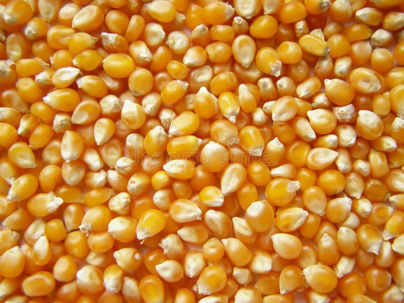 Cereale del mais