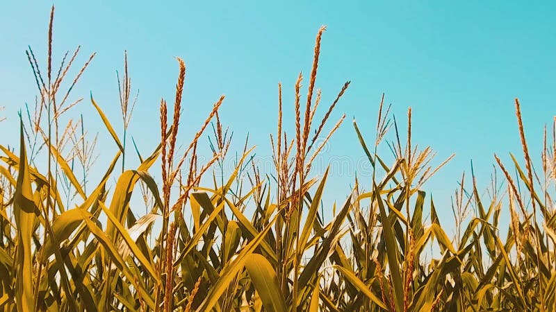 Cereale maturo asciutto del campo di grano organico l'agricoltura cereale di stile di vita di concetto che raccoglie i prodotti n