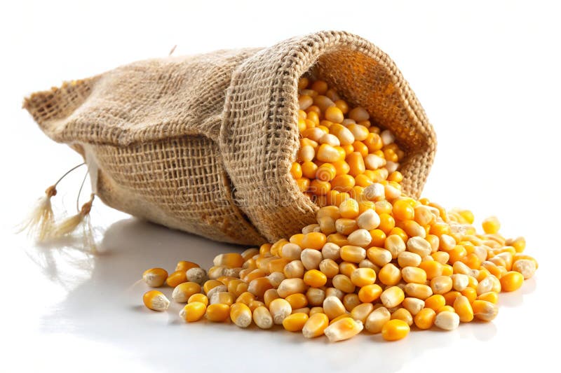 Cereali di granoturco d'oro straripati dal sacco a terra illustrazione di stock