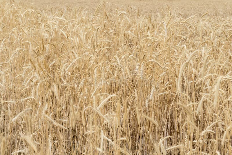 Cereals crop stock photo. Image of ecological, fodder 33955266