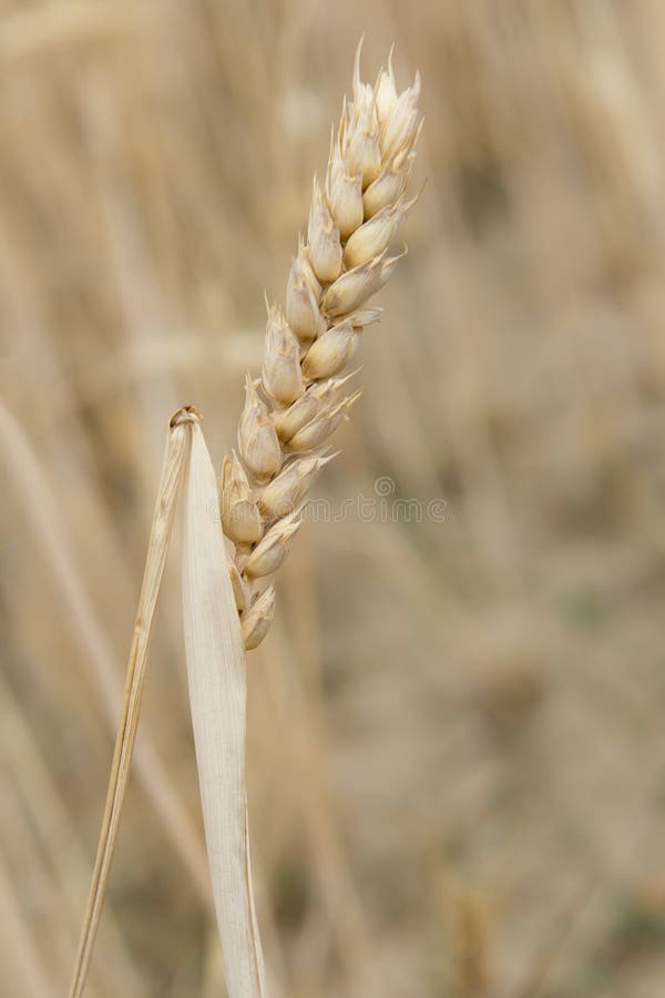 Cereals crop stock image. Image of harvest, field, straw 33955477