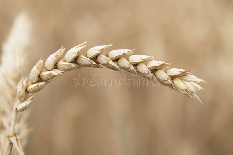Cereals crop stock image. Image of rural, tilling, barley 33955381