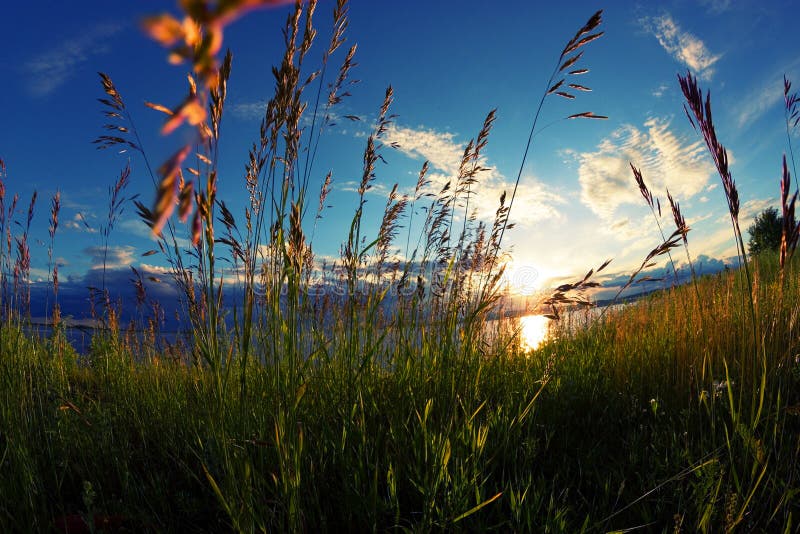 Cereals in a field