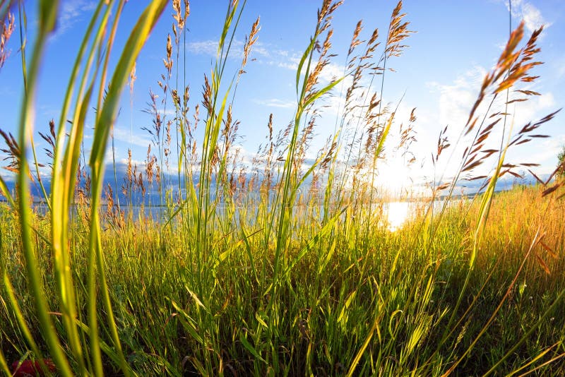 Cereals in a field