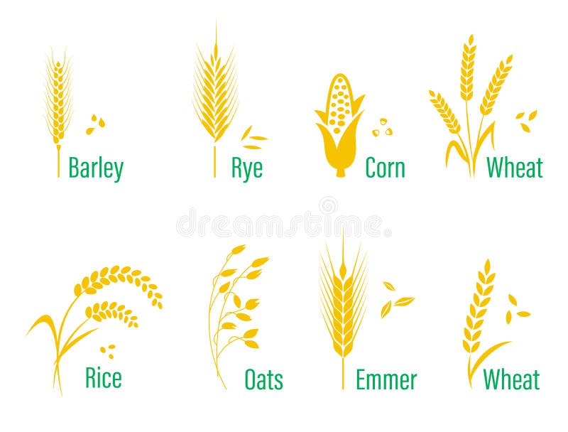 Cereals icon set with rice, wheat, corn, oats, rye, barley.