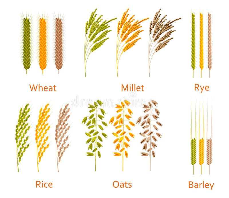 Cereals plants set. Carbohydrates sources