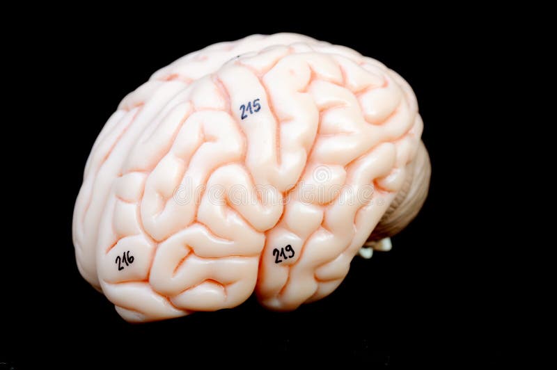 Anatomy of human brain model. Anatomy of human brain model