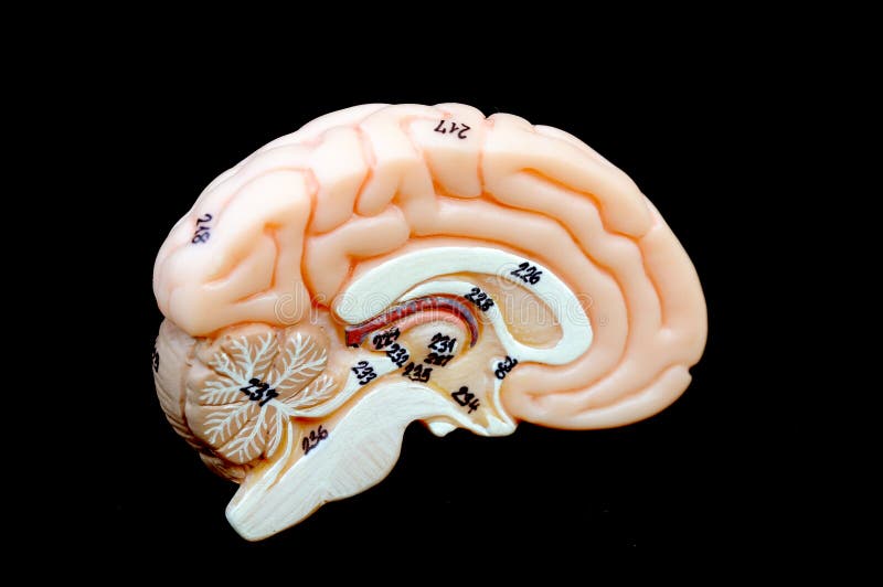 Anatomy of human brain model. Anatomy of human brain model