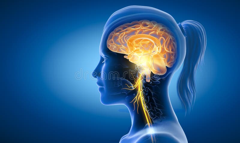 Cerebro con nervio vago activado médicamente ilustración 3d