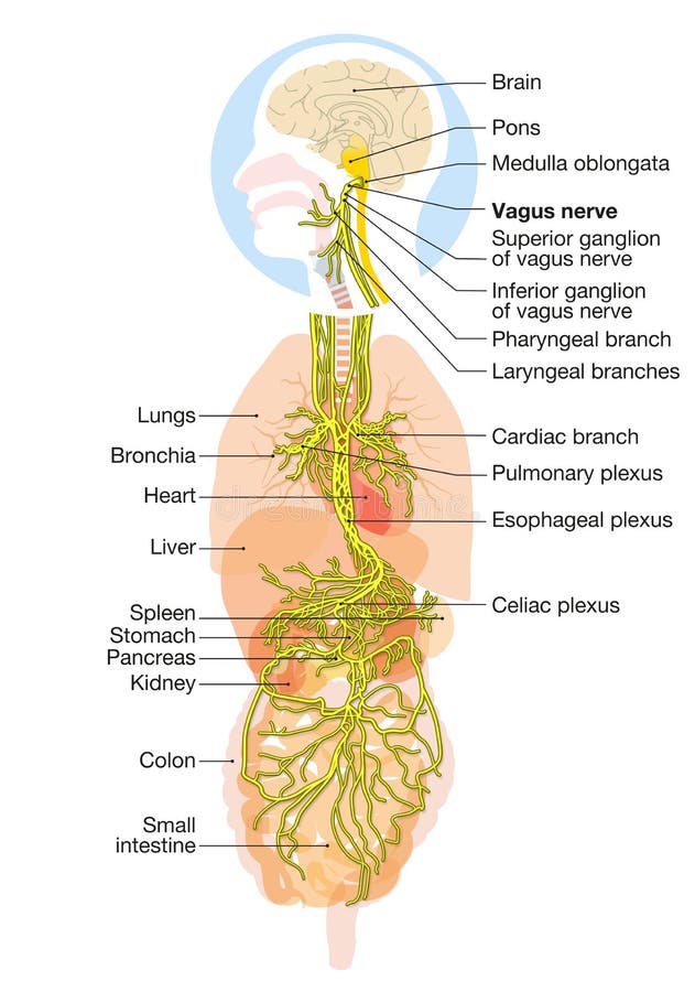 Cerebro con nervio vago activado y órganos humanos médicamente ilustración