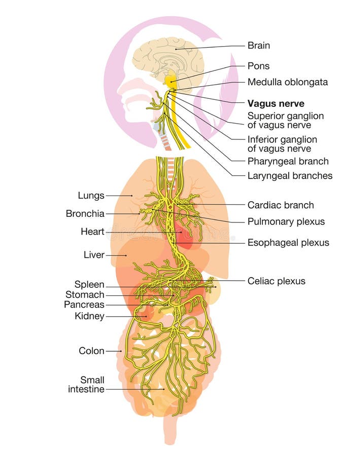 Cerebro con nervio vago activado y órganos humanos médicamente ilustración
