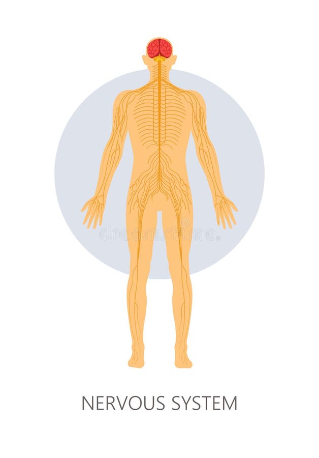 Cerebro del sistema nervioso y anatomía aislada de las terminaciones nerviosas libre illustration Cerebro del sistema nervioso y anatomía aislada de las terminaciones nerviosas libre illustration