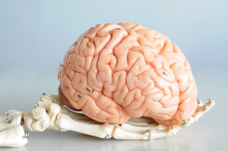 Anatomy of human brain model. Anatomy of human brain model