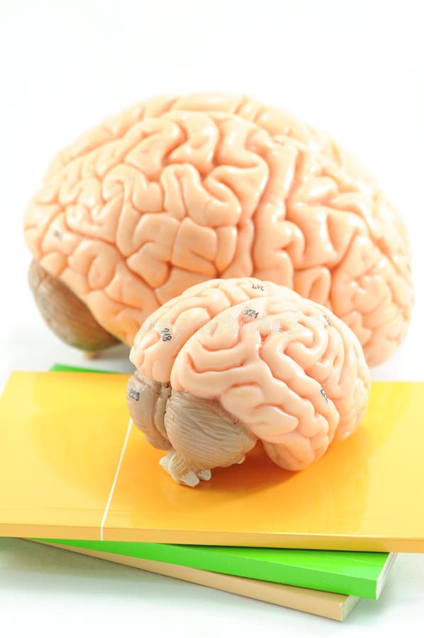 Anatomy of human brain model. Anatomy of human brain model