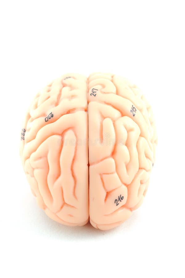 Anatomy of human brain model. Anatomy of human brain model